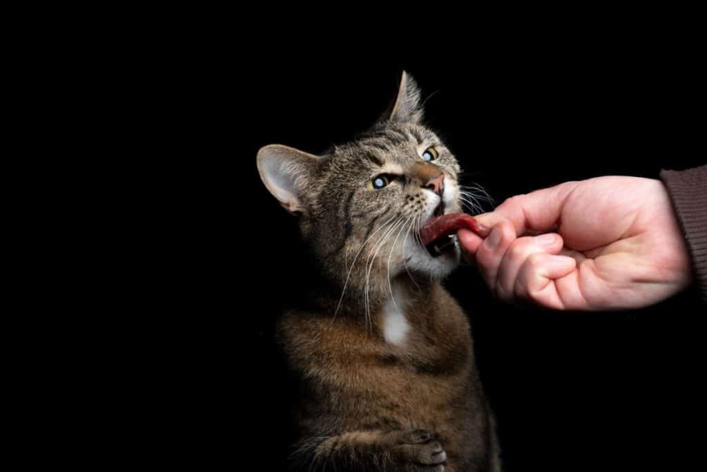 Can Cats Eat Beef Types of Steak You Can Feed PetMaximalist