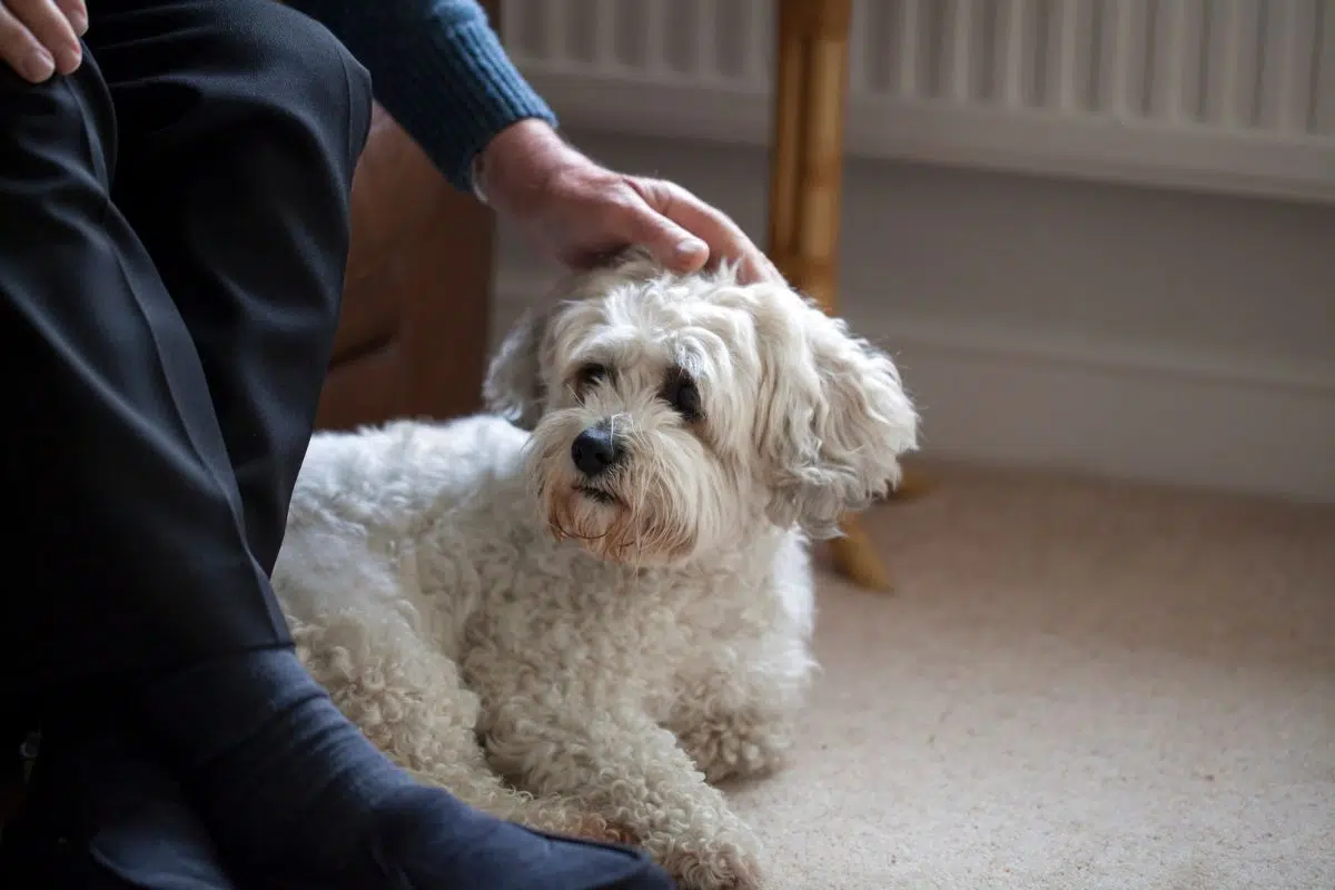 dogs with beards