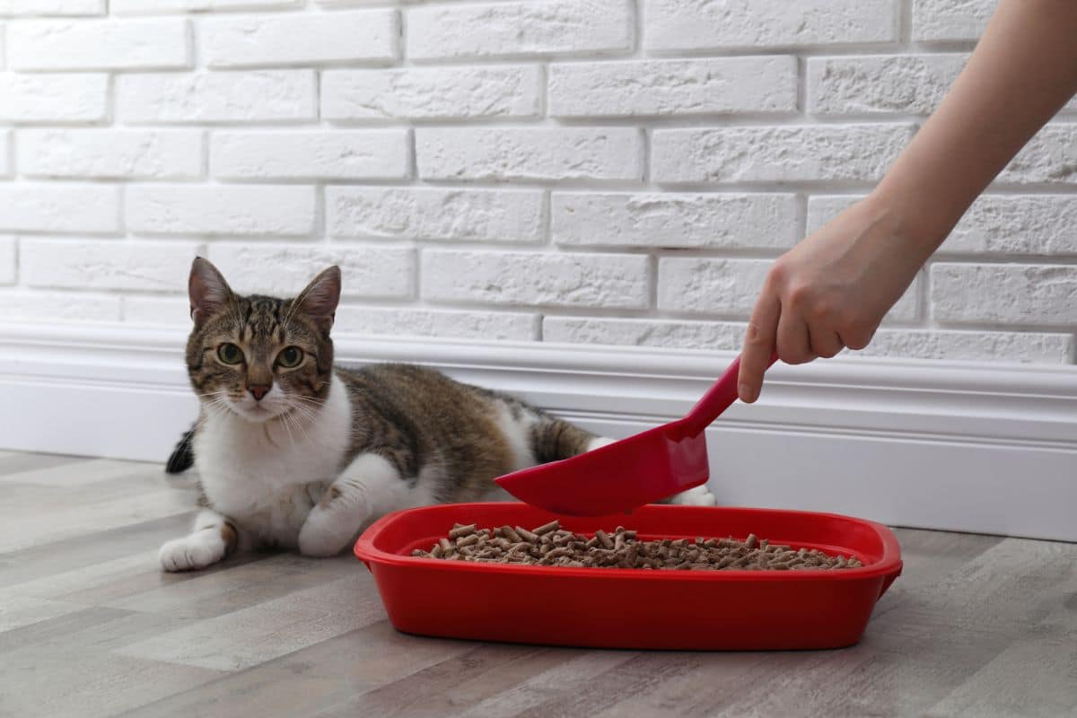 elderly cat pooping on floor