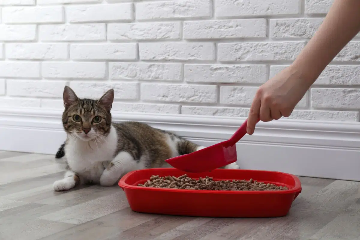 elderly cat pooping on floor