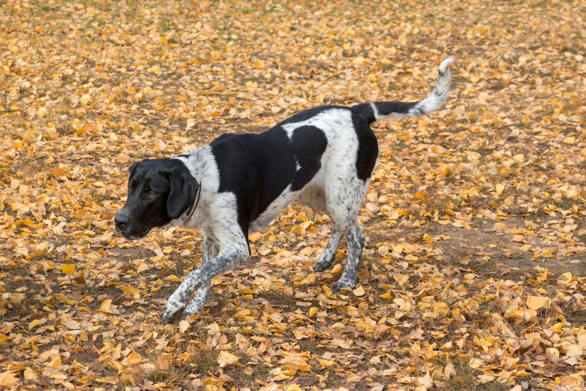 norwegian dog names