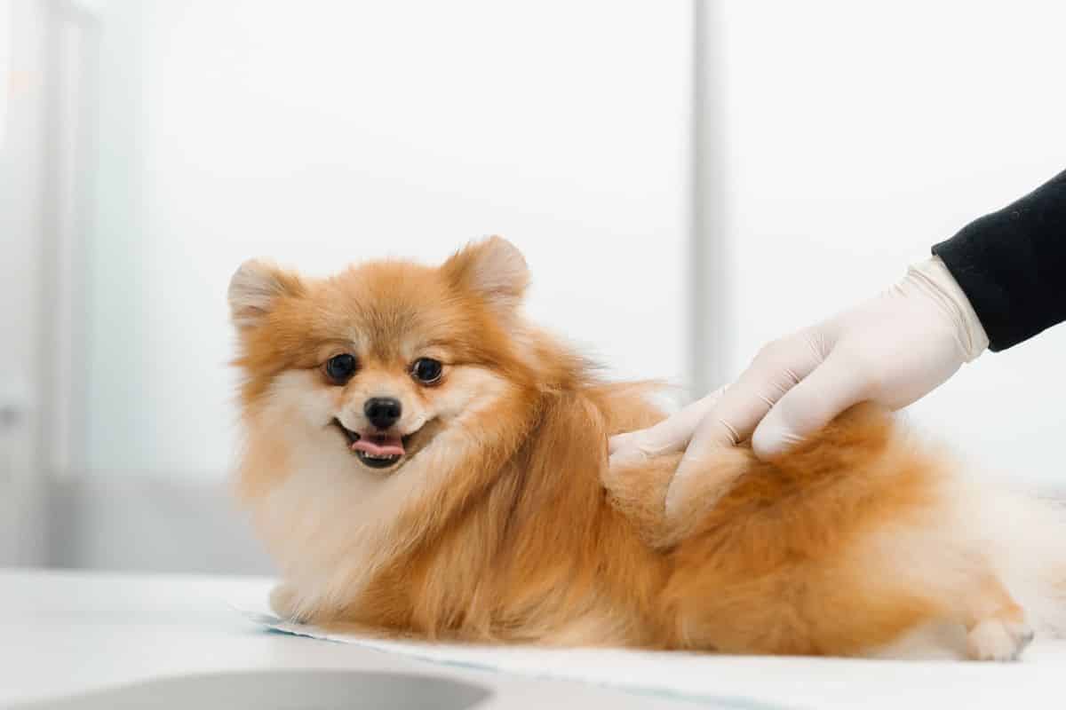 rectal prolapse in dogs