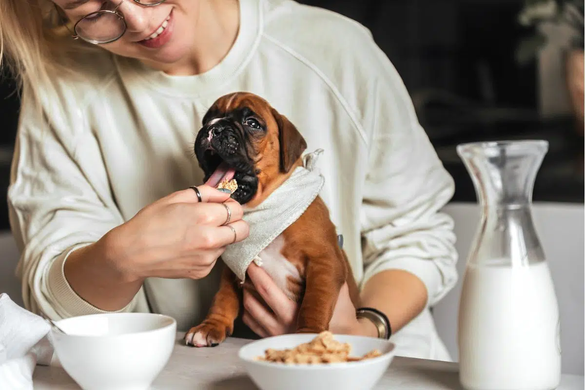 can dogs eat cereal