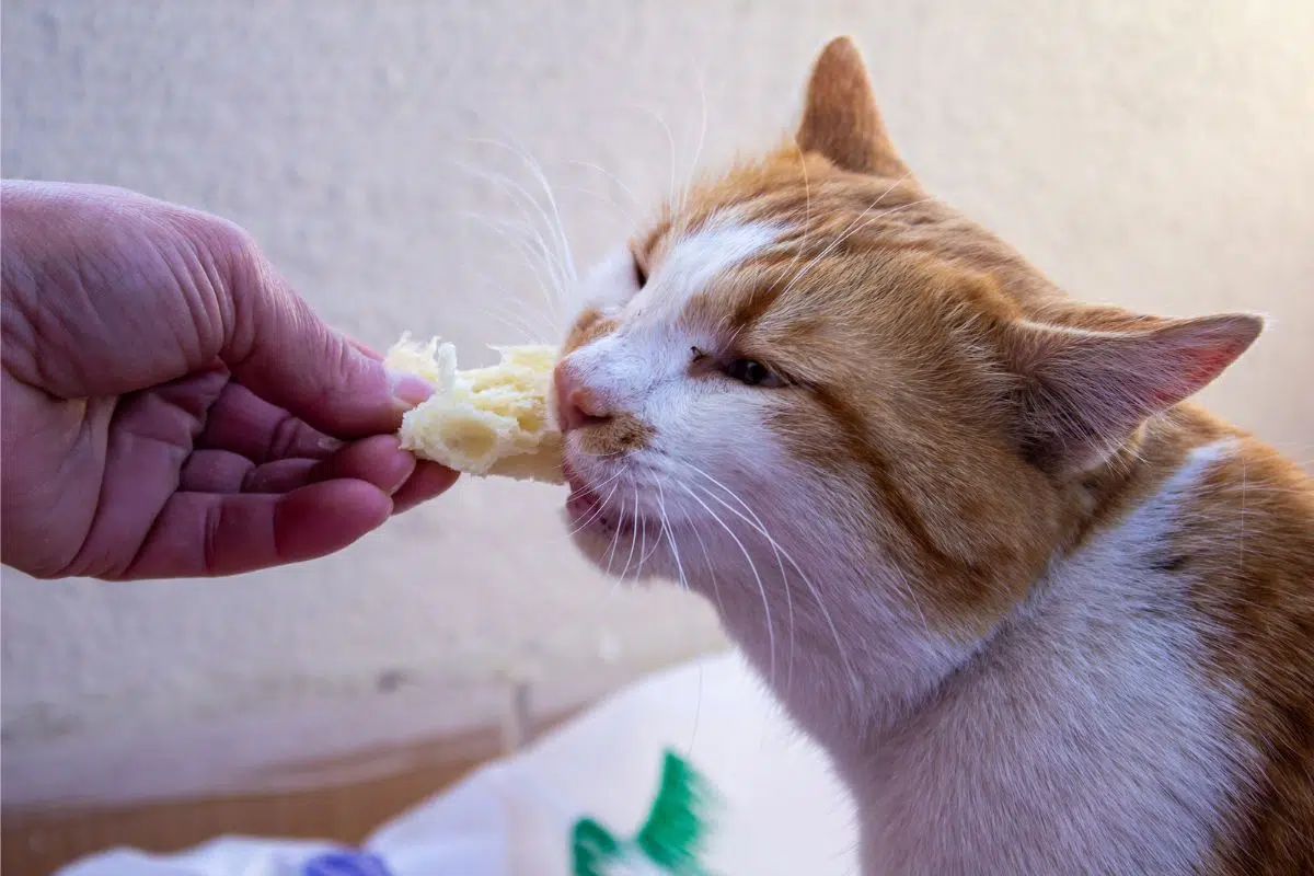 cat eat tortillas