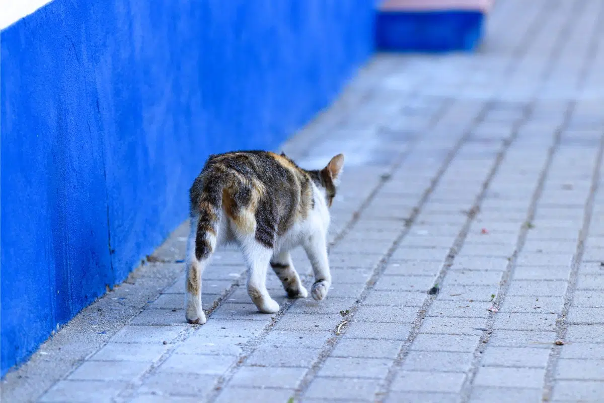 cat walking like drunk