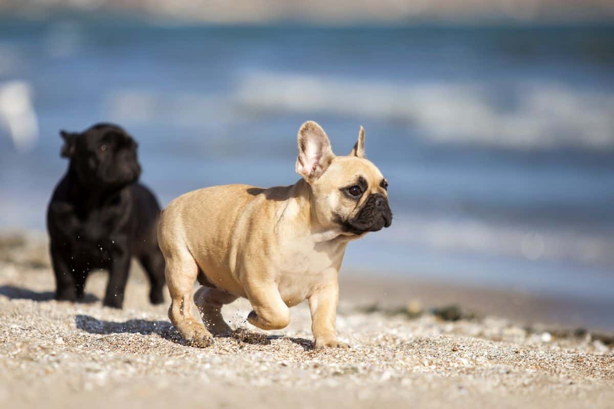 cute bulldogs