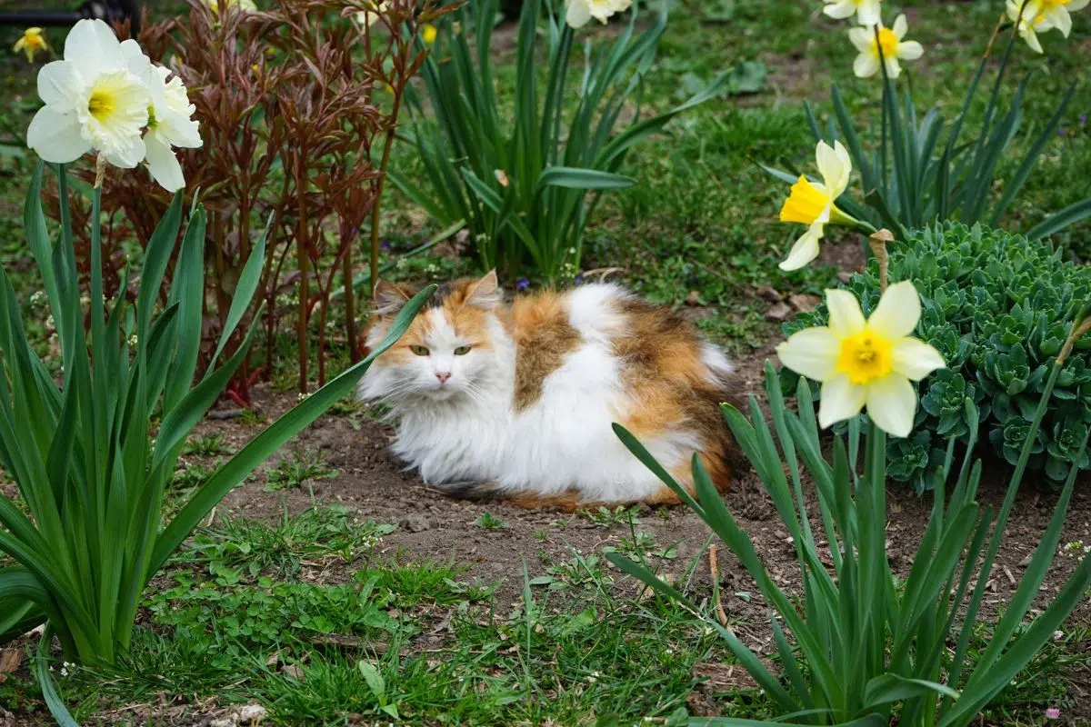 daffodils poisonous cats