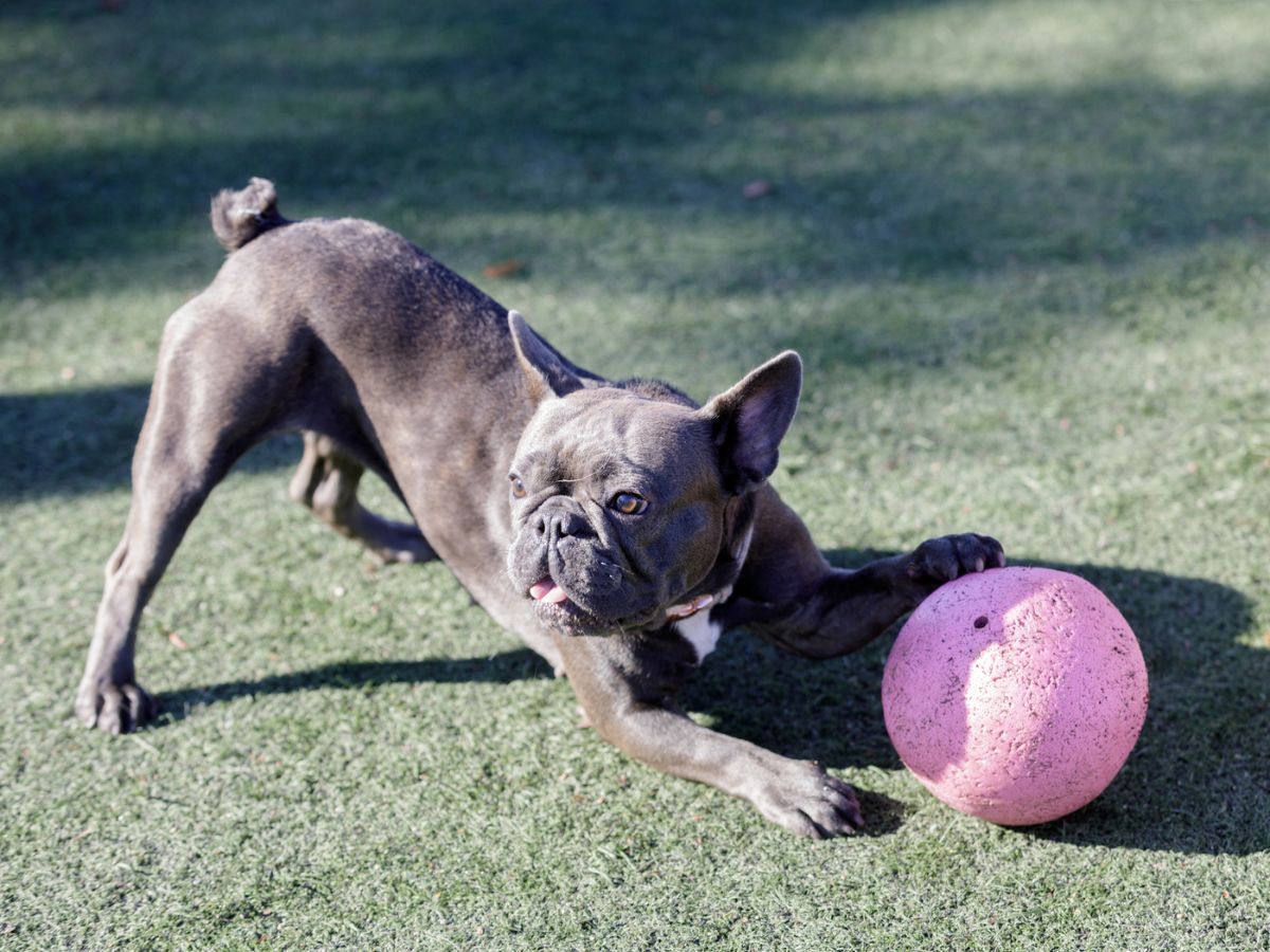 dog play bow