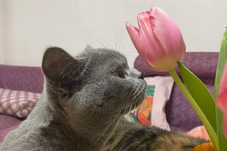 Are Tulips Toxic to Cats? Which Parts and How Much? PetMaximalist
