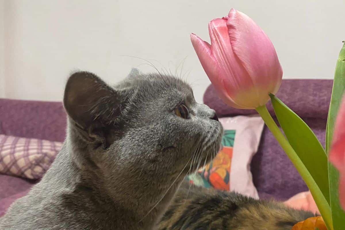 tulips toxic to cats