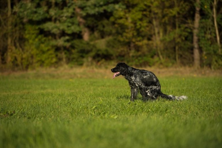 bloody-diarrhea-in-dogs-could-mean-trouble-petmaximalist