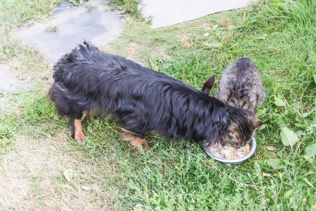 Picture of Can Dogs Eat Cat Food? Everything You Should Know | PetMaximalist