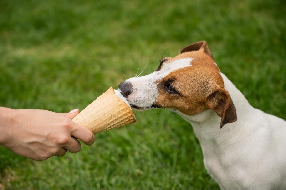 can dogs eat vanilla