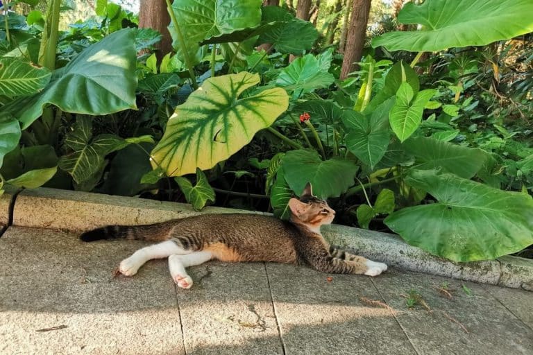 My Cat Want To Go Outside Reasons and Solutions PetMaximalist