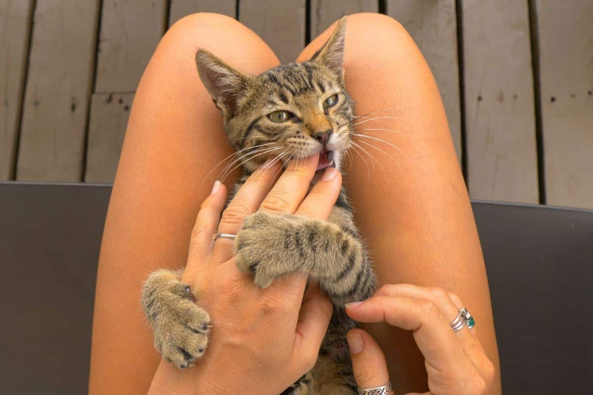 cat grabs hand and bites