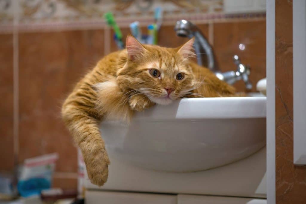 15 Reasons Why My Cat Guards Me When I Poop and Pee PetMaximalist