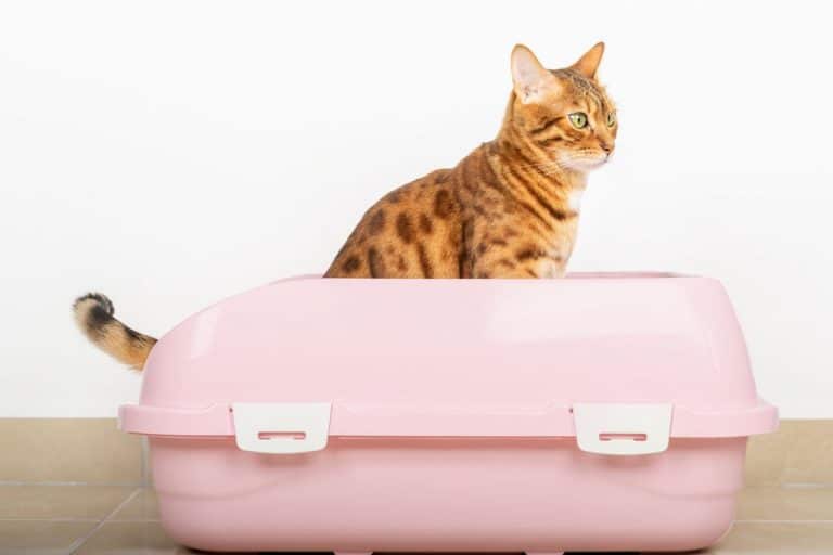 Cat Sitting in Litter Box Doing Nothing 10 Possible Reasons