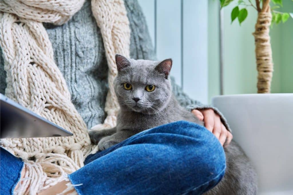 My Cat Won't Leave Me Alone The Clingy Behavior Explained PetMaximalist