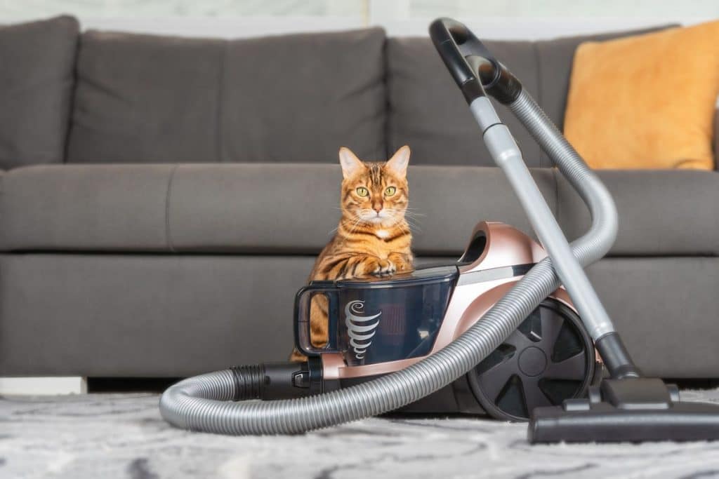 My Cat Has Worms How Do I Clean My House and Disinfect? PetMaximalist