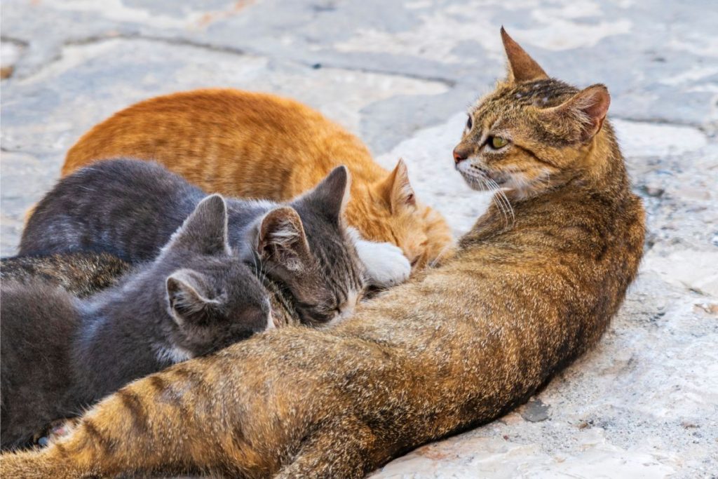 Why Do Cats Eat Their Babies 9 Possible Reasons + What to Do