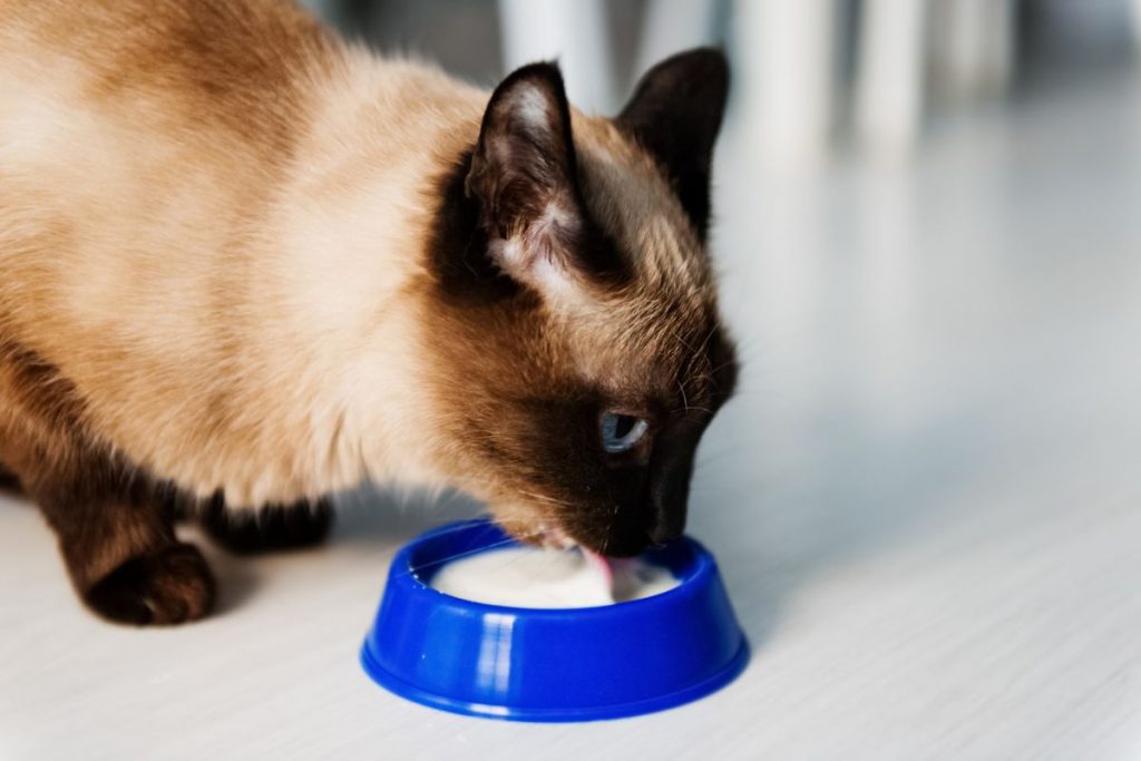 Can Cats Eat Whipped Cream What You Must Know PetMaximalist