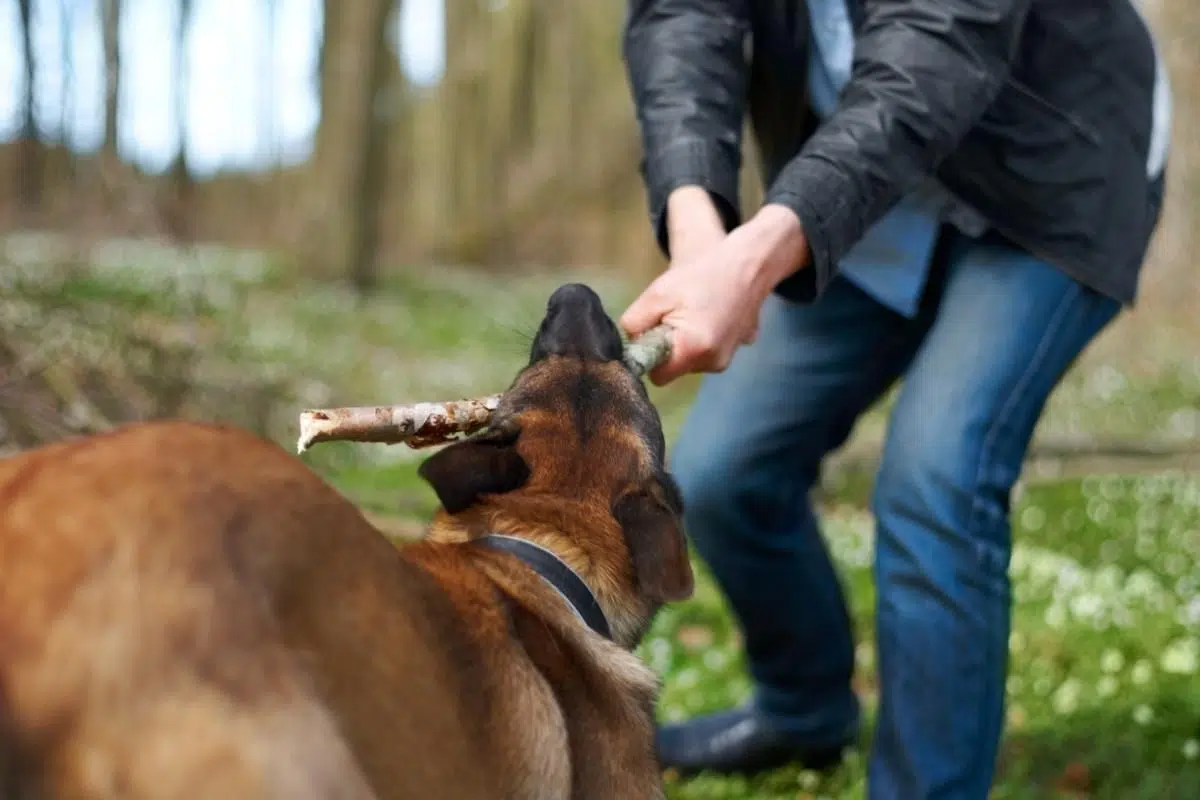 dog bites their owner