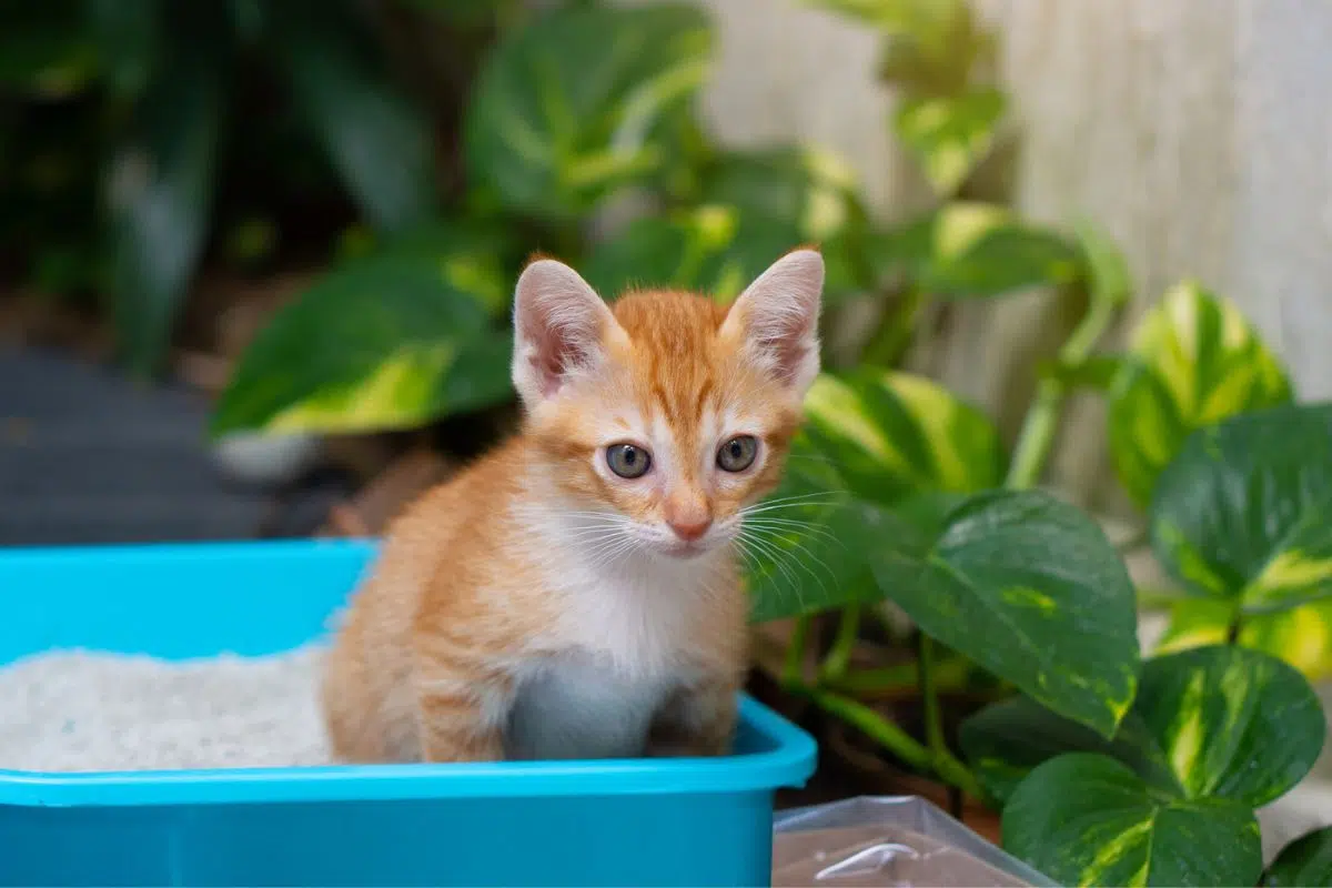 how long cats hold pee