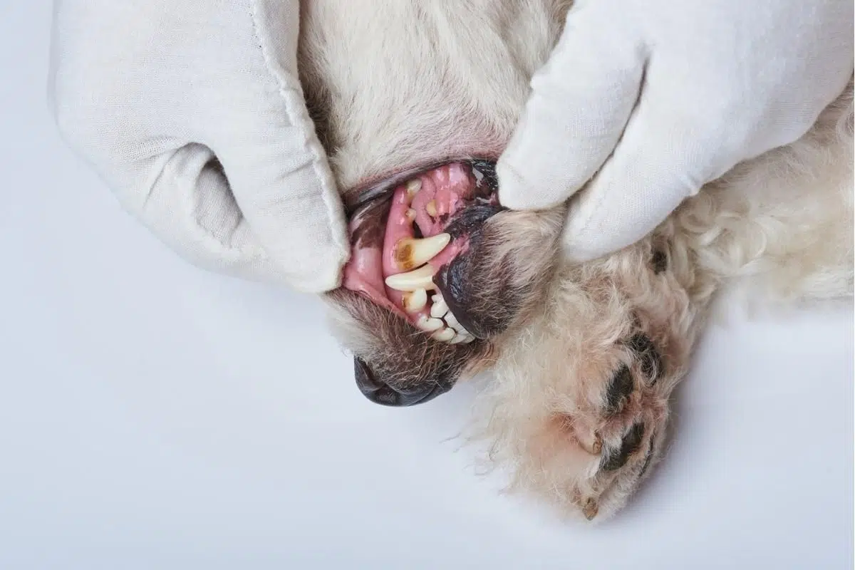 pale gums in dogs