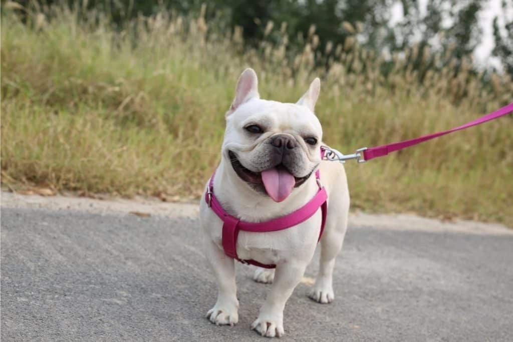 Best Female Bulldog Names for Your New Best Friend PetMaximalist