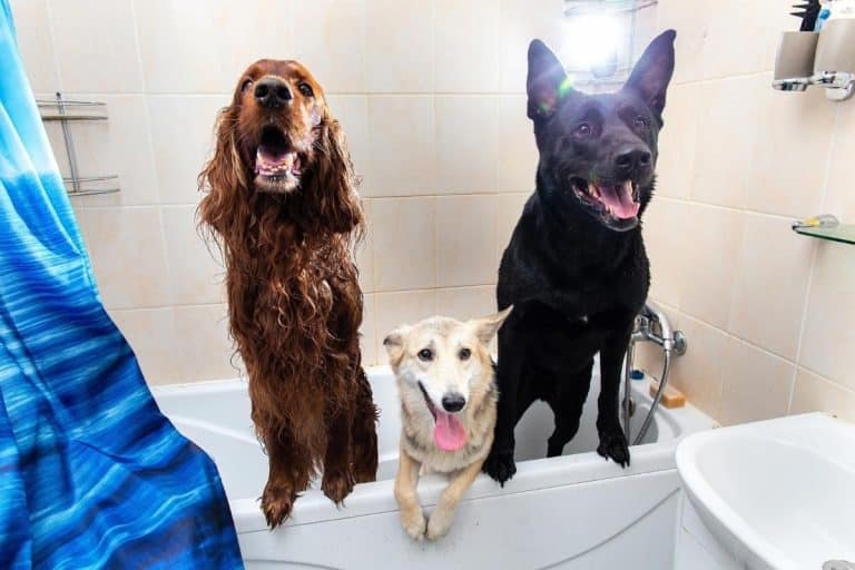 Are Dogs' Mouths Cleaner Than Humans' Mouths? PetMaximalist