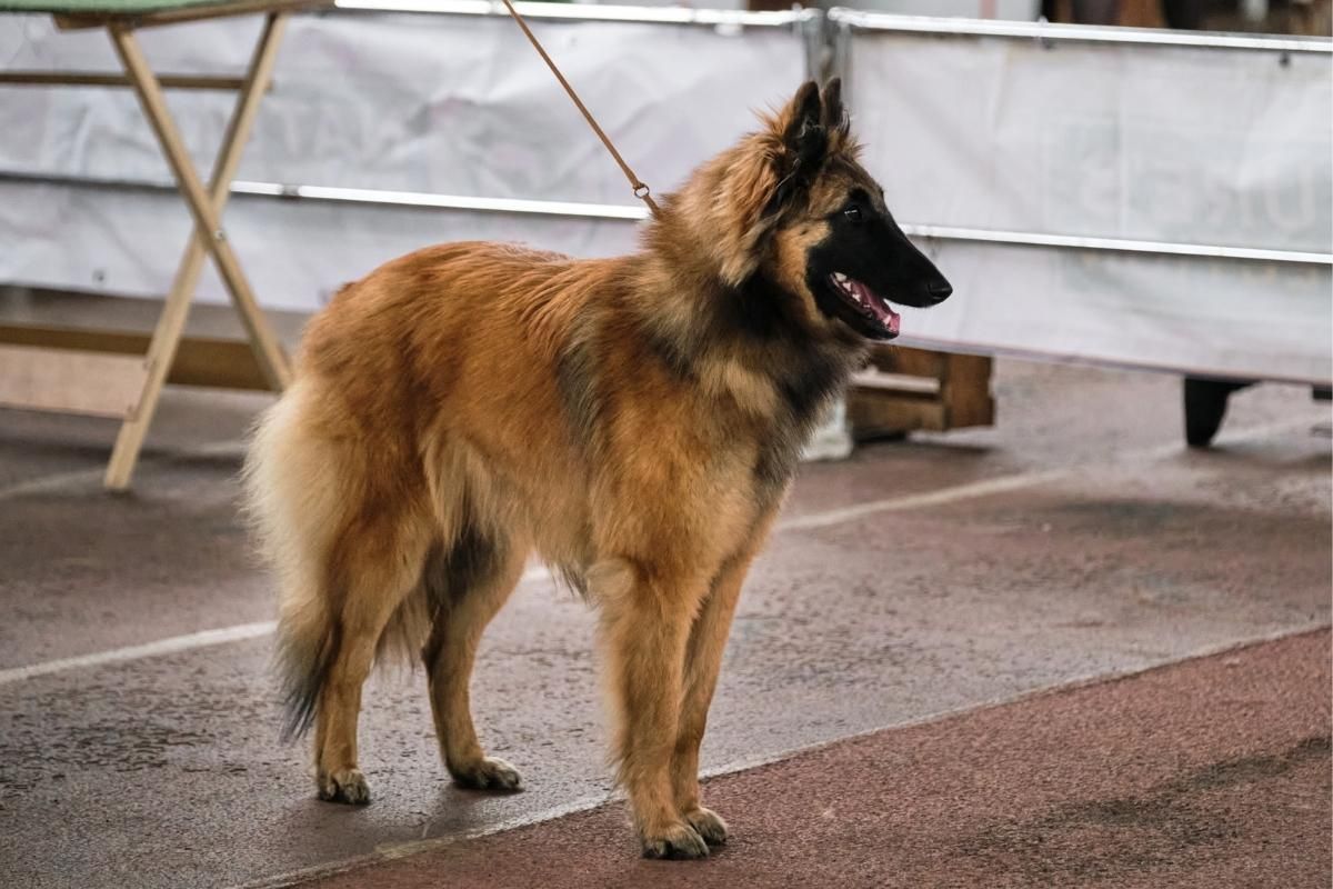 belgian dog breeds