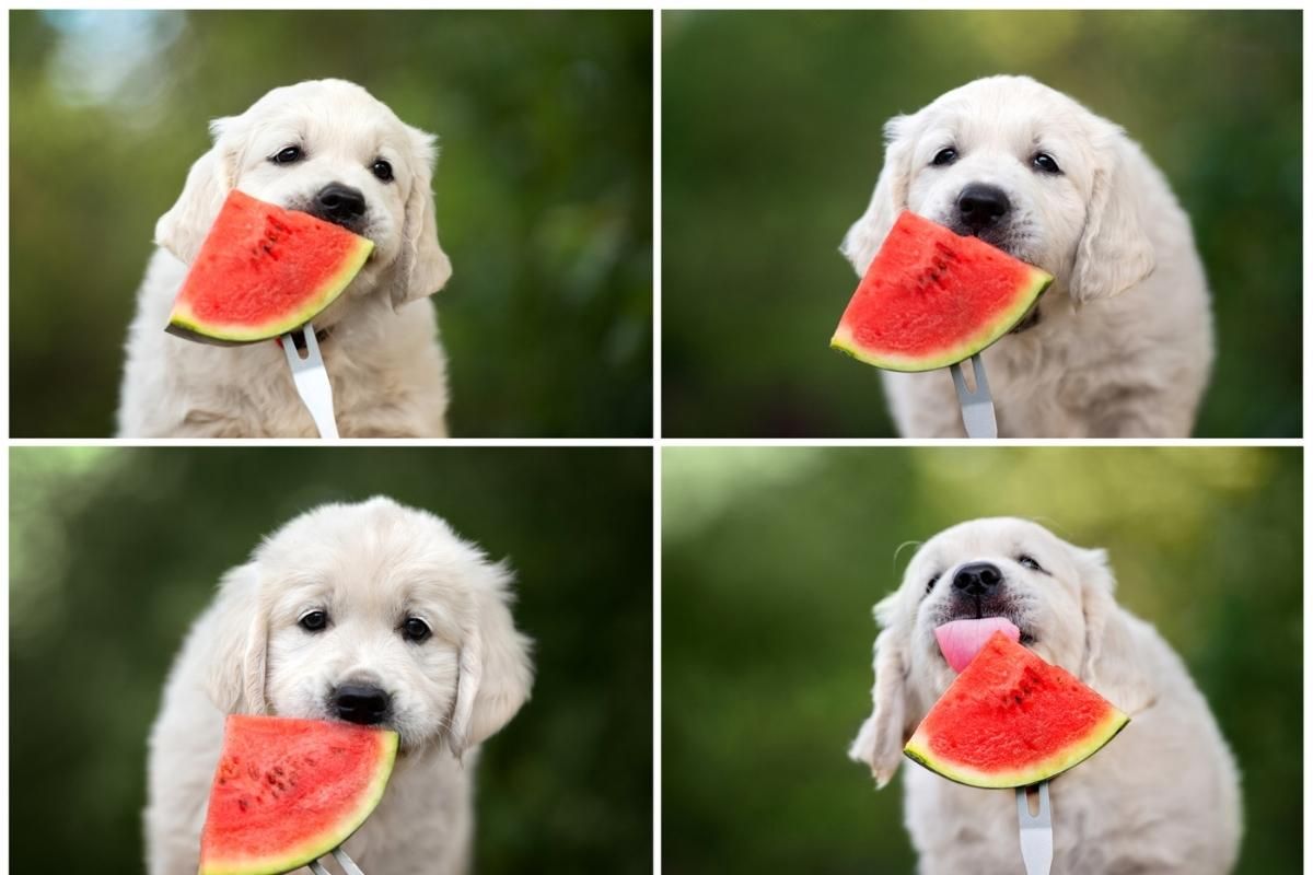 can dogs eat fruit