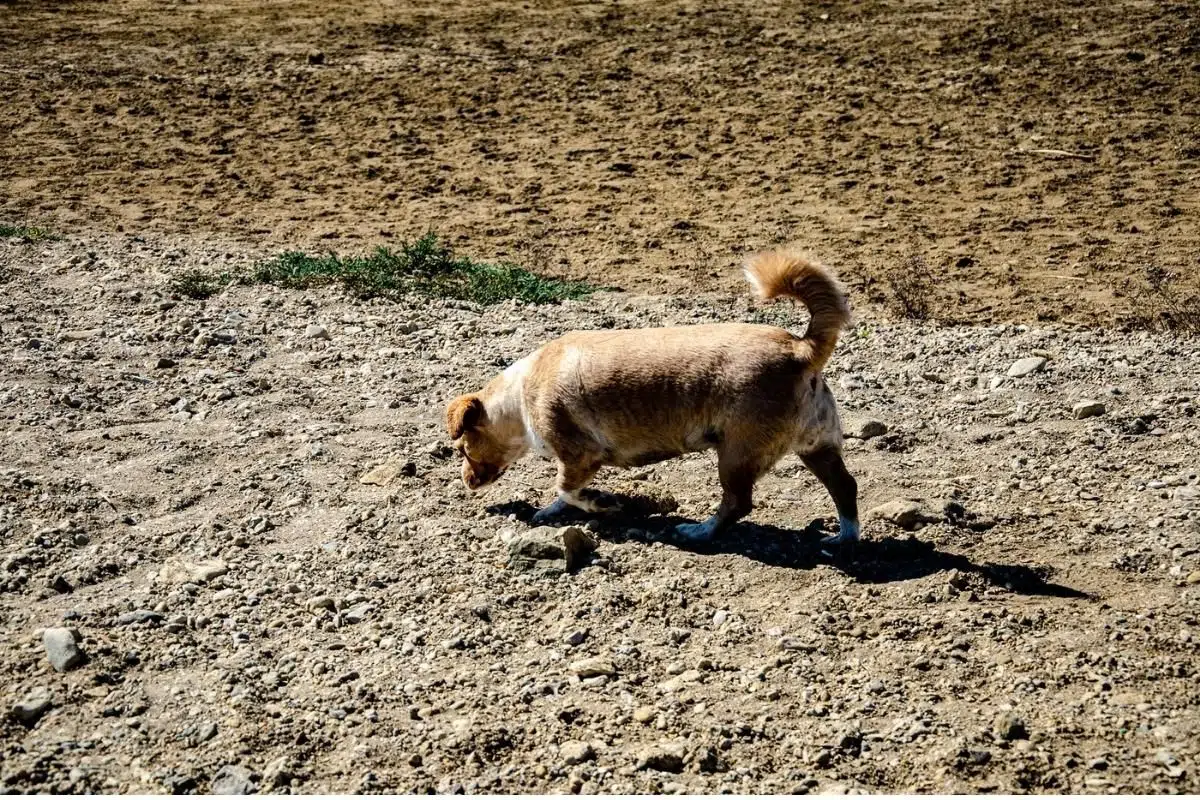 canaan dog