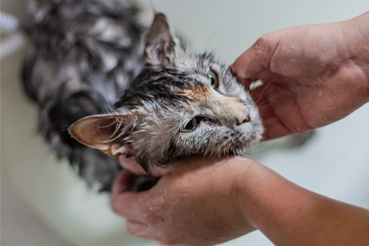 cat died after bath
