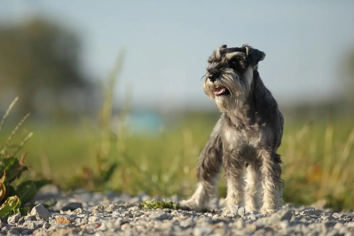 cleft palate in dog