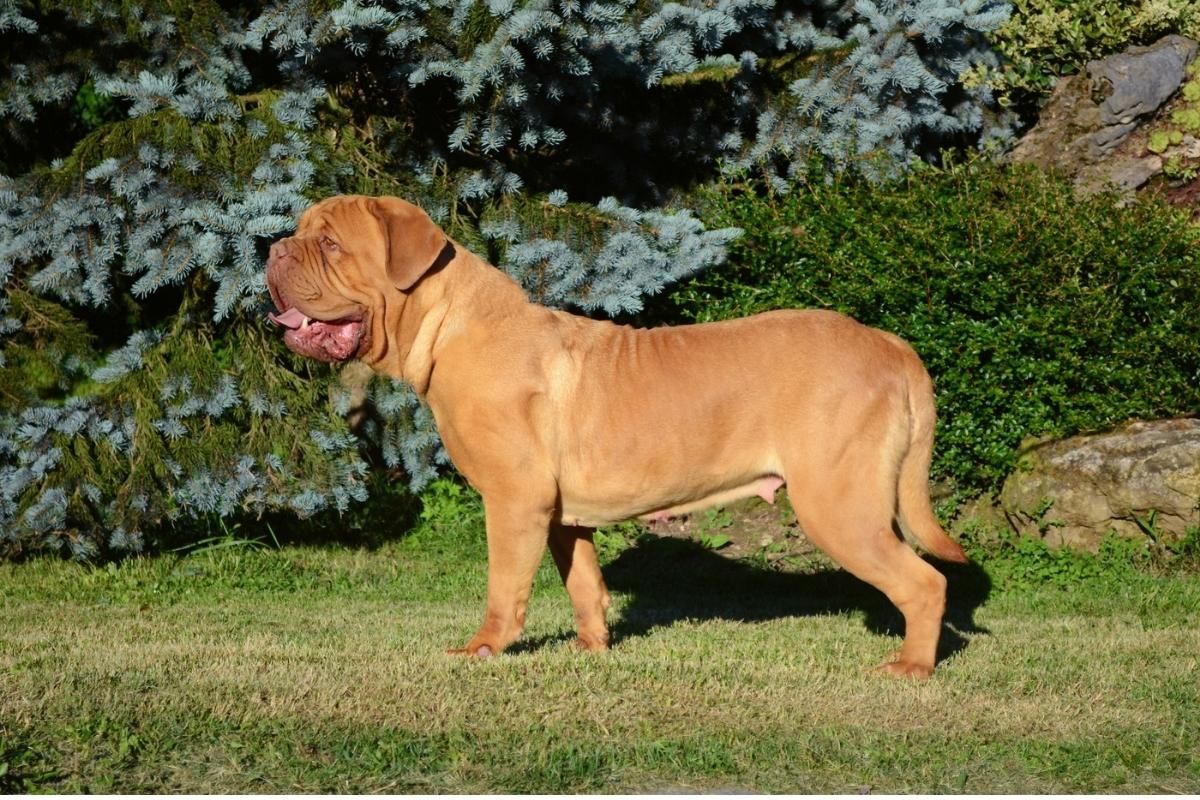 dogue de bordeaux