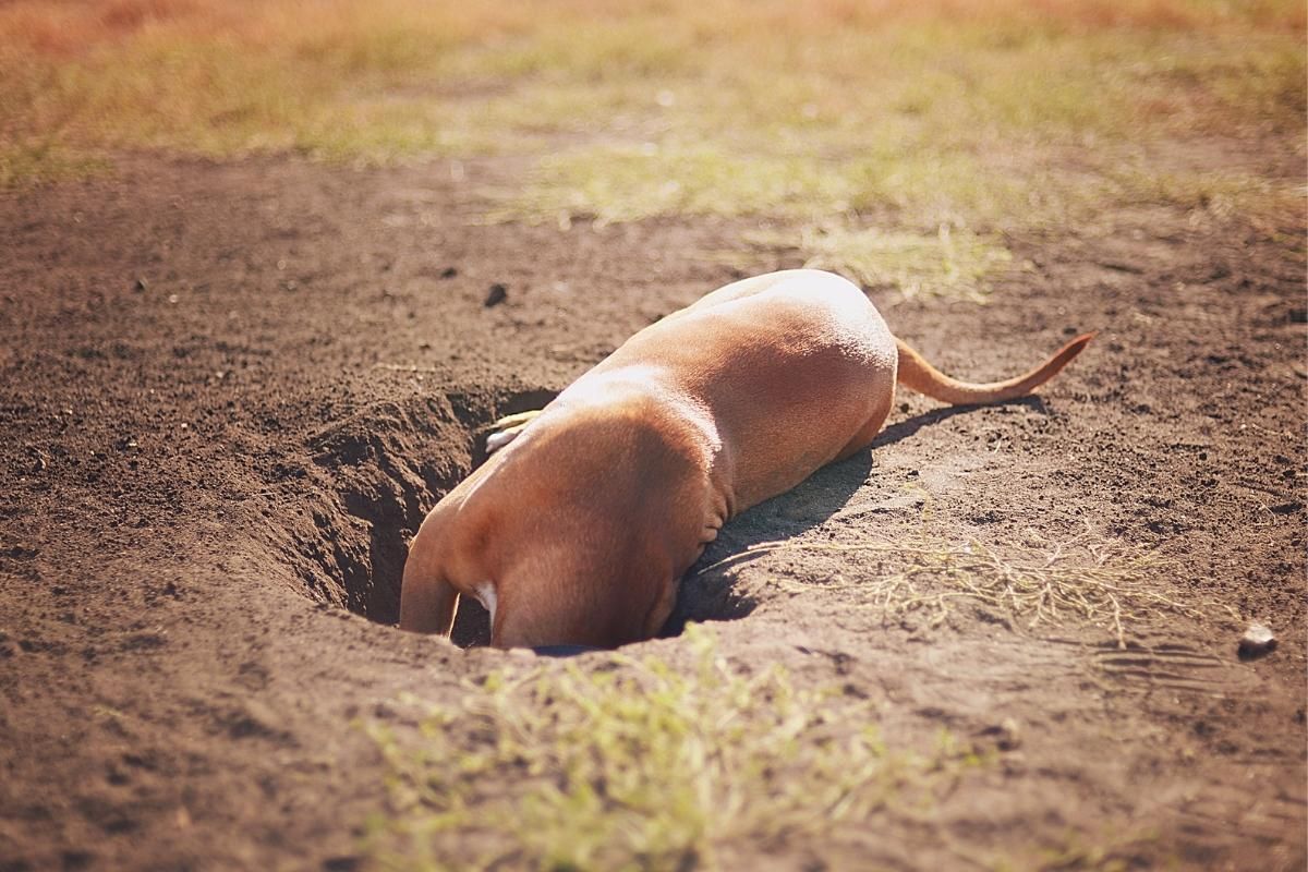 why do dogs bury bones