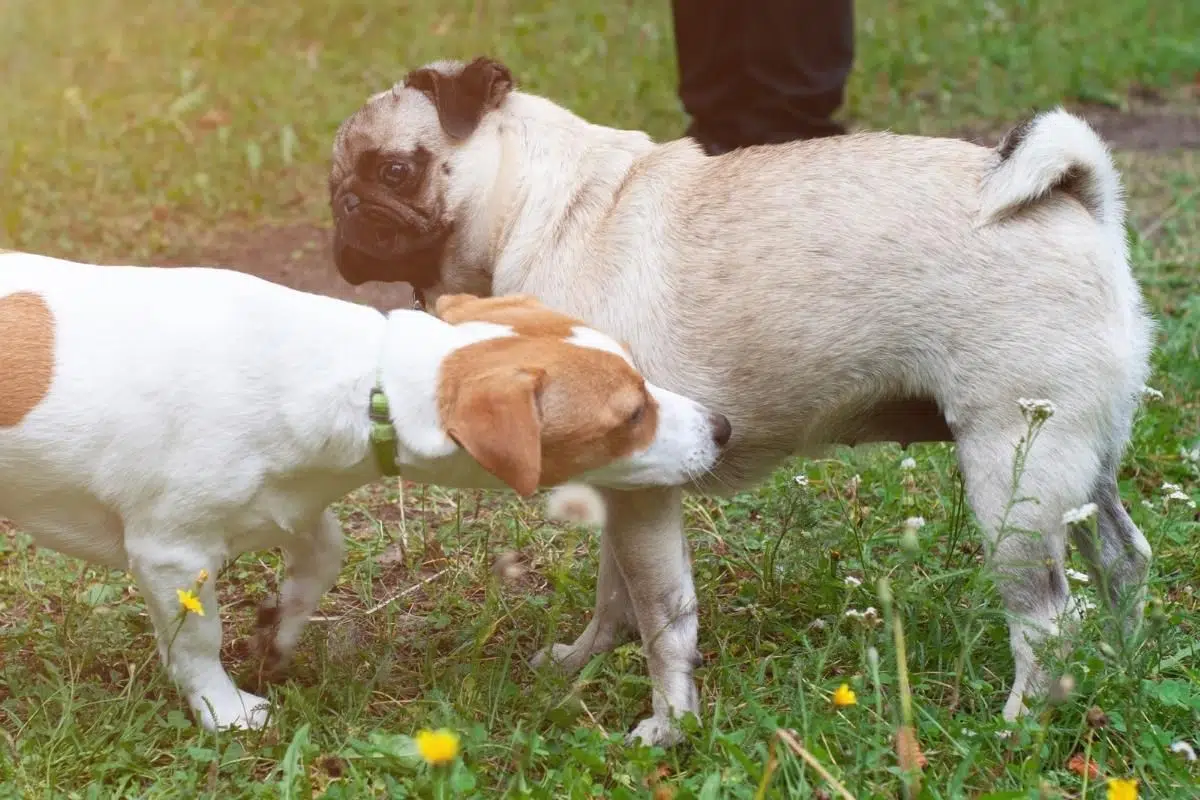 why do dogs sniff butts