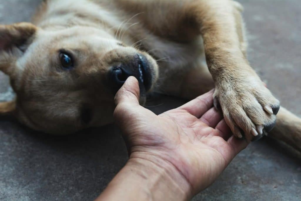 dog-shaking-and-panting-what-does-it-mean-ellevet-sciences