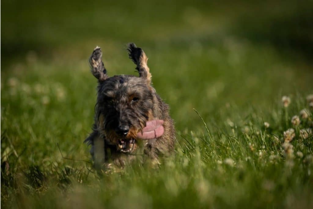 17 Cute and Shaggy Wire-Haired Dogs | PetMaximalist