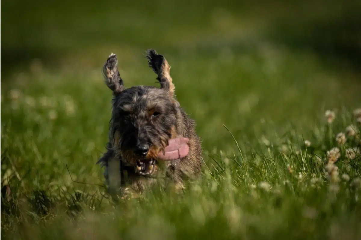 wire haired dogs