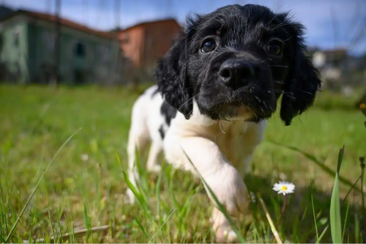 brittany dog