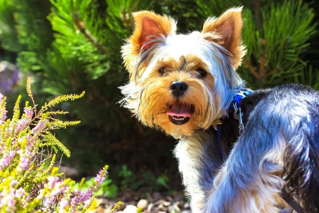 Cuddliest Dog Breeds That Will Melt Your Heart | PetMaximalist
