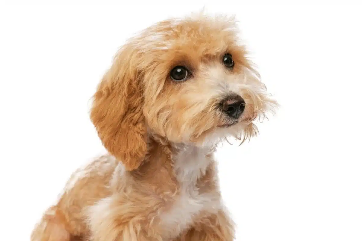 designer dogs