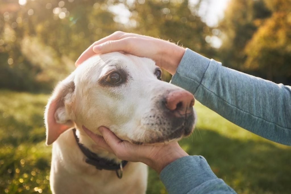 dog-eye-boogers-what-are-they-petmaximalist