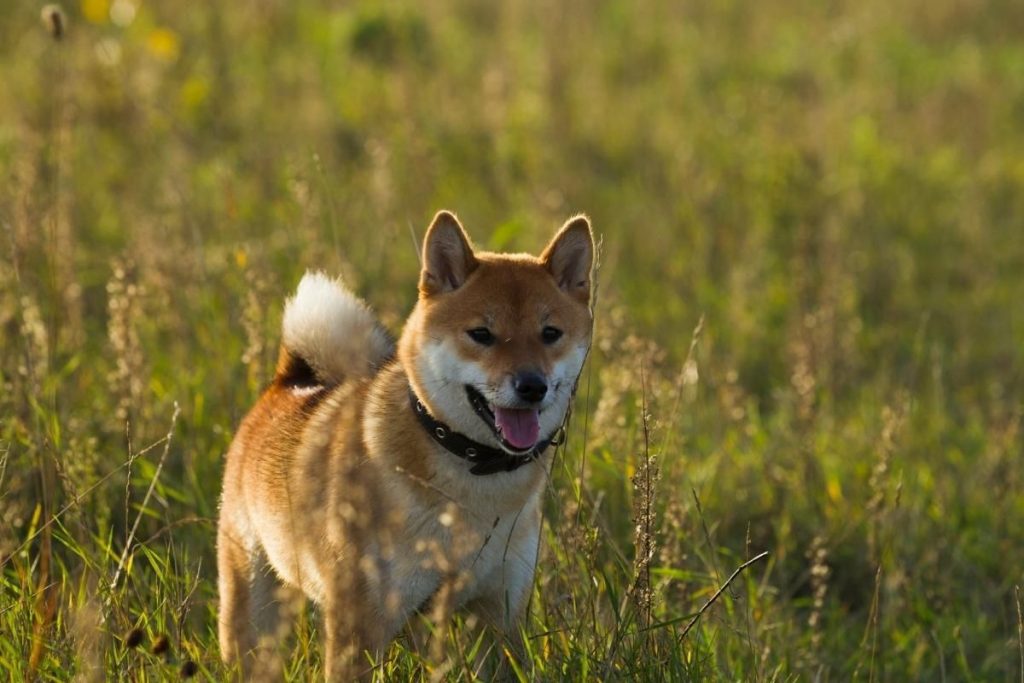 The 12 Most Popular Japanese Dog Breeds | PetMaximalist