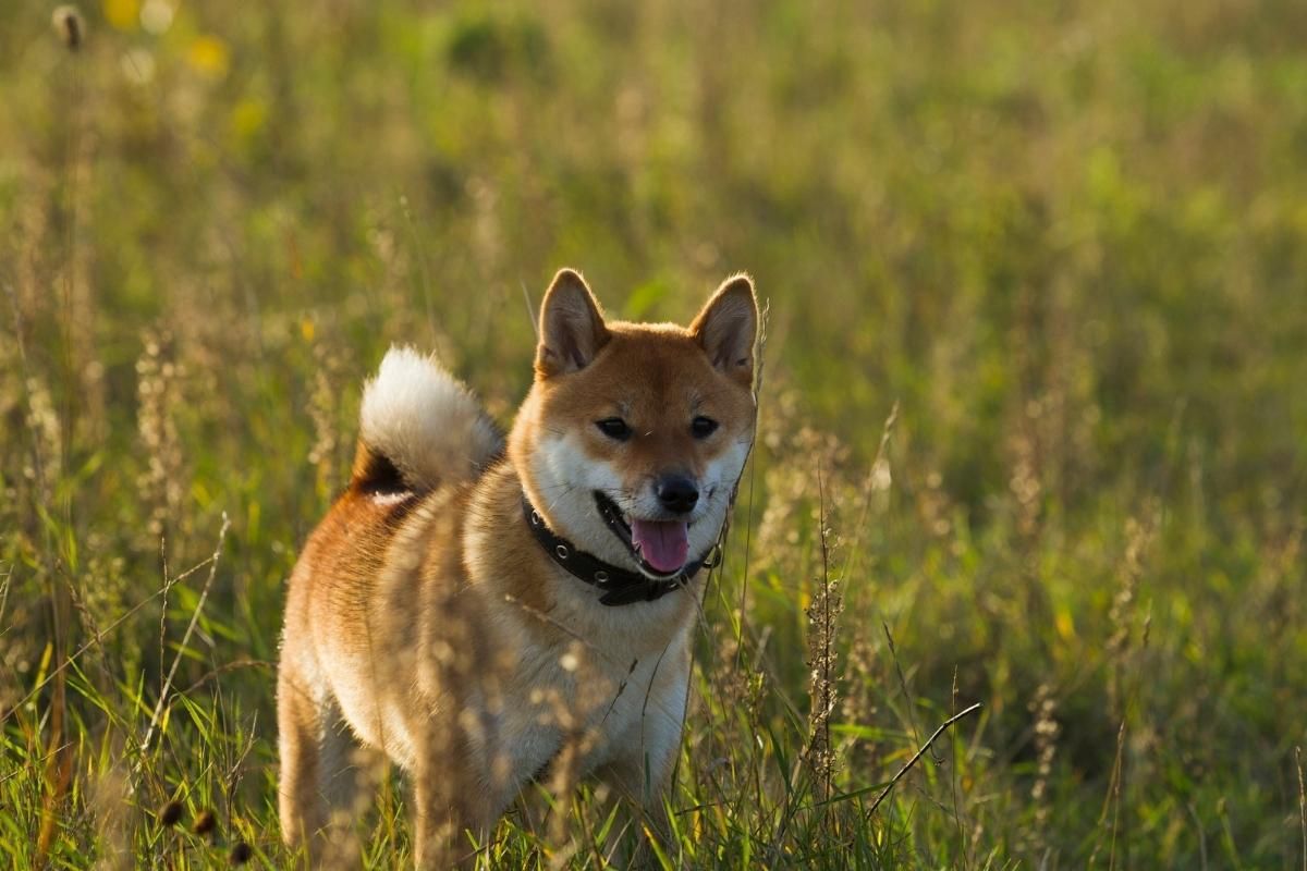 the-12-most-popular-japanese-dog-breeds-petmaximalist