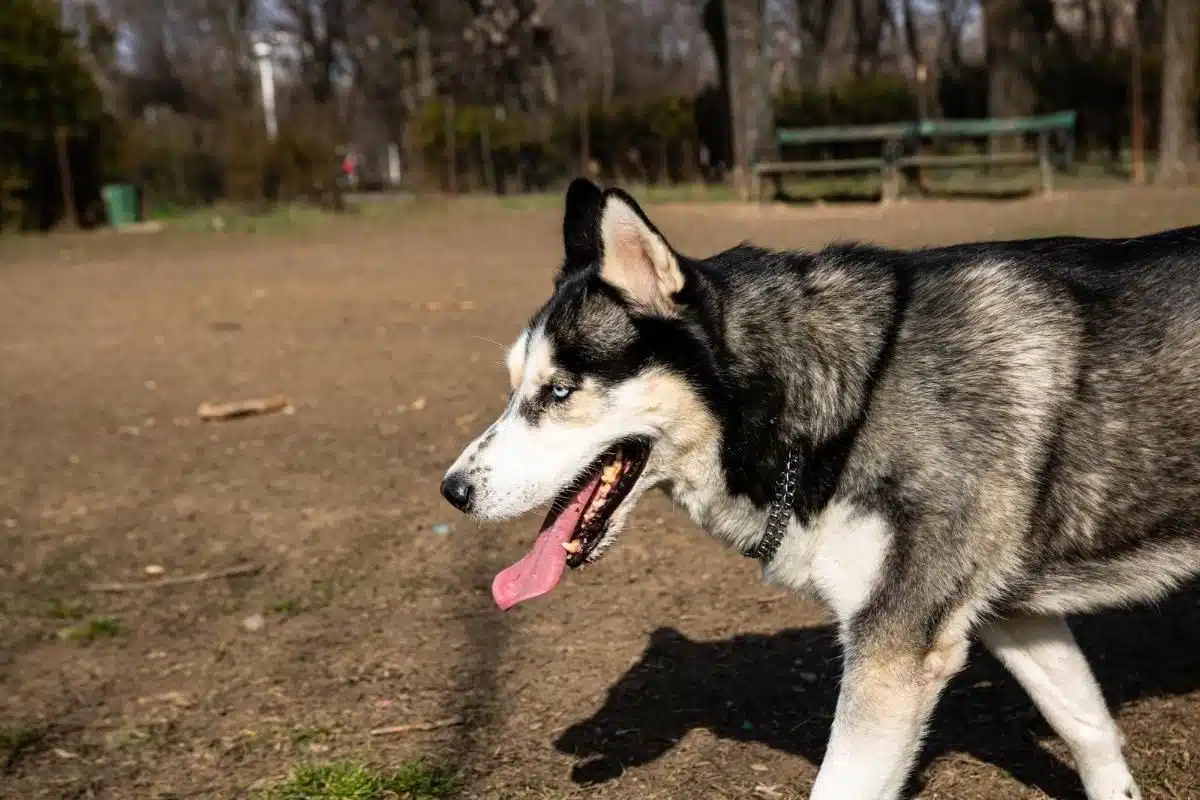 alaskan dog