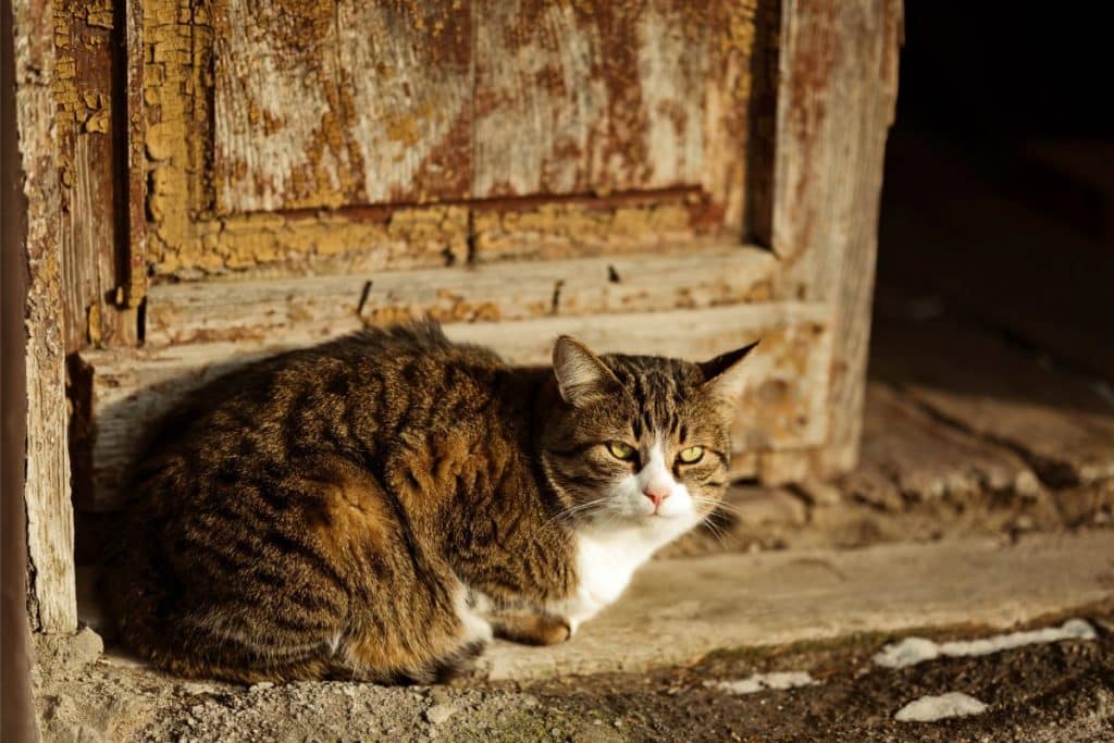 How to Attract a Stray Cat The Ultimate Guide PetMaximalist