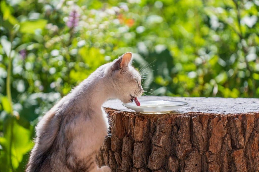 What To Feed A Stray Cat Safe Unsafe Food Options PetMaximalist